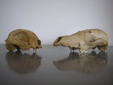 Archeozoológiai Gyűjtemény - Házimacska (Felis domesticus - baloldali) és vörös róka (Vulpes vulpes - jobboldali) koponyája, fotó: Biller Anna Zsófia